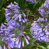 Admirable Agapanthus