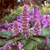 Agastache