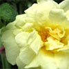 Yellow Agnes Rugosa Rose