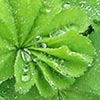 Alchemilla Mollis