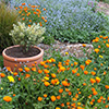 Introducing the Allotment Garden