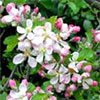 Spring Apple-Blossom