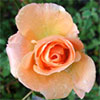 Apricot Rose Images