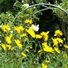 Rudbeckia