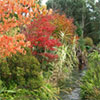 Wonderful red and gold leaf colours...