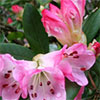 Pink Azalea and Rhododendron