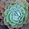 Succulent - Echeveria glauca