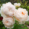 Pale Pastel Rose Images