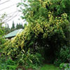 Banksia Climbing Rose