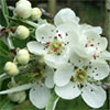 Weeping Silver Pear Tree