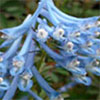 Blue Corydalis