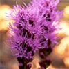 Pink Punk Plant