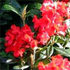 Bright Red Rhododendron