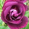 Rhapsody in Blue Rose