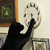 Cats, Mice and Clocks...