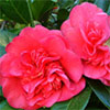 Feed the Camellias!