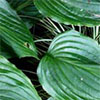 Variegated Carex and Hosta