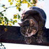 Grey Cat Stumpy on the Pergola