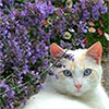 White Cat  in the Catmint