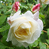 Celine Forestier Rose