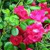 Cherry-Red Rambler Rose