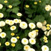 Feverfew Daisies