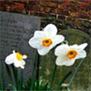Churchyard Garden Spring Daffodils