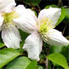 Clematis Montana