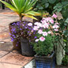 New Patio Pots