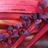 Colour in the Garden