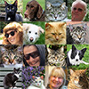 Euro 16 for Cats and Dogs 