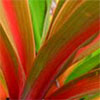 Red and Green Cordyline
