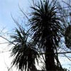 Corner Cordyline