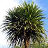 Cabbage Tree (Cordyline)