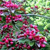 Flowering Crab Apple Tree