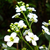 Crambe cordifolia