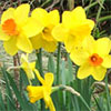 Spring Mixed Daffodils