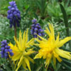 Miniature Daffodil - Rip Van Winkle