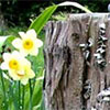 Tree Stump and Daffodils