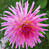 Spiky Pink Dahlias