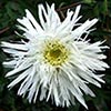 Shasta Daisy