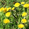 Lots of weeds...