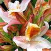 Deciduous Azaleas