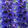 Blue Delphiniums