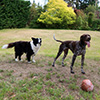 Dogs on the Frisbee Lawn