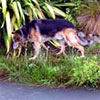 Animals in the Garden