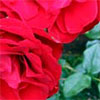Dublin Bay Red Rose
