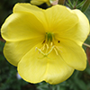 Oenothera biennis - Evening Primrose