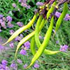 Green Flax Pod