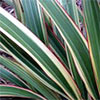 Flax (Phormium) Tricolor